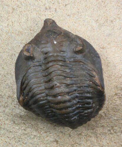 Pseudocryphaeus (Cryphina) Trilobite #39836